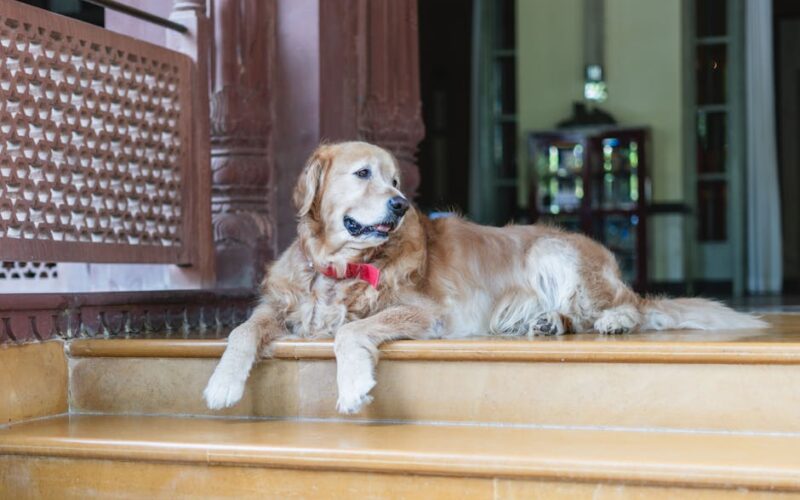 Hotel pet-friendly: luxo e conforto para seu animal